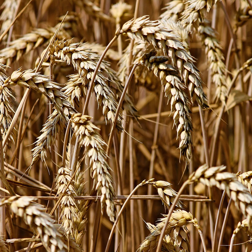 corn_wheat